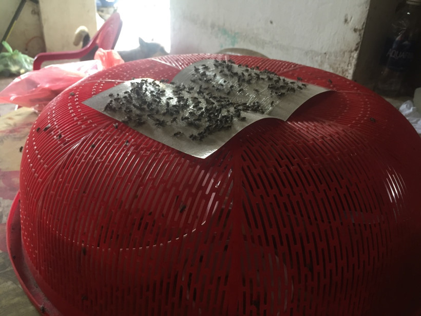 [-]Kinh[-]ho&agrave;ng[-]ruồi[-]từ[-]b&atilde;i[-]r&aacute;c[-]Nam[-]Sơn[-]"tấn[-]c&ocirc;ng"[-]nh&agrave;[-]d&acirc;n